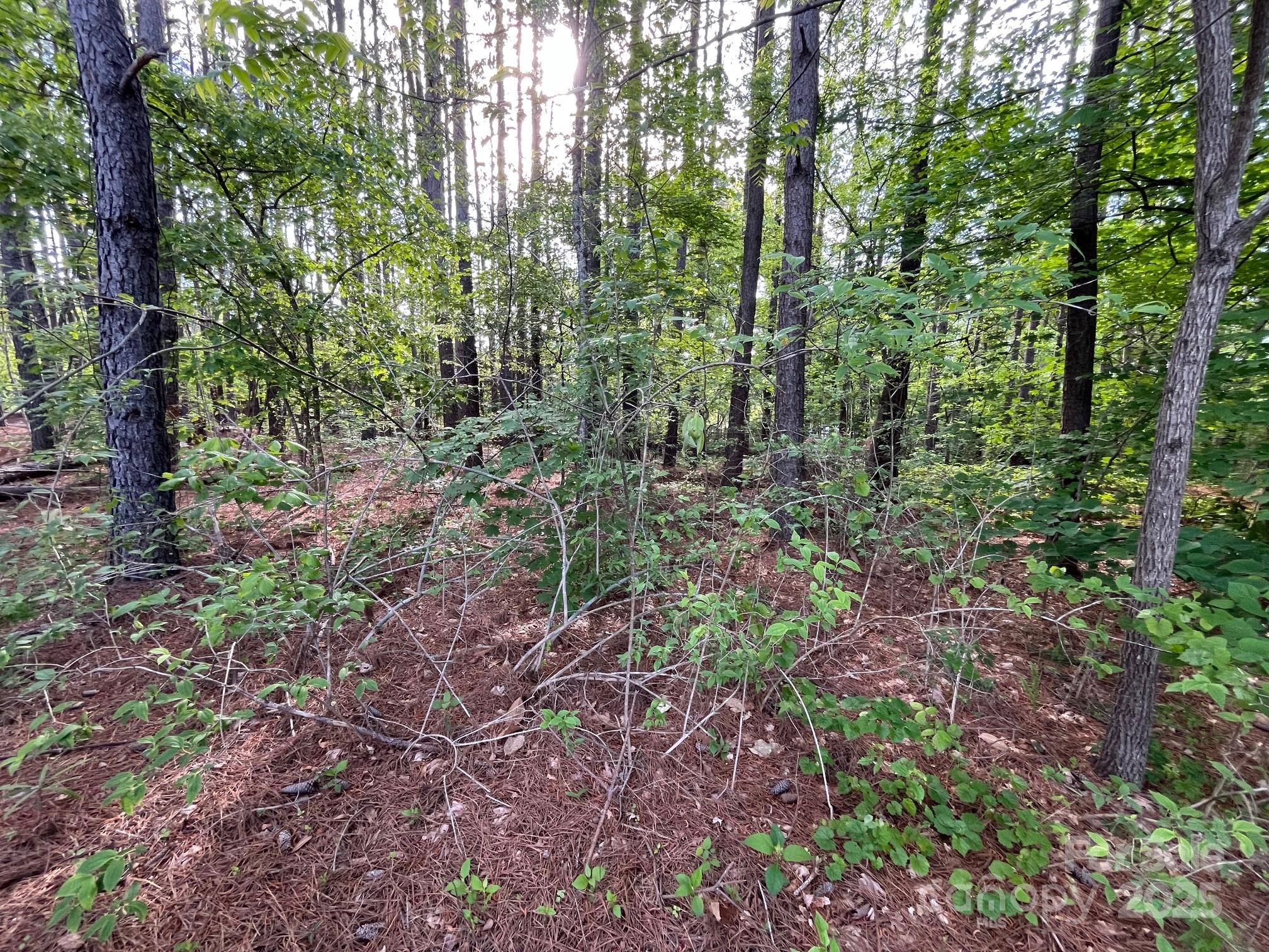 2923 Poors Ford Road Rutherfordton, NC 28139 - Photo 6 of 14 a view of forest