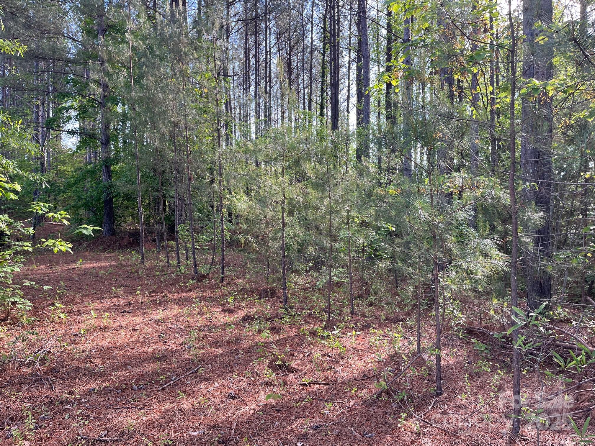 2923 Poors Ford Road Rutherfordton, NC 28139 - Photo 8 of 14 a view of forest
