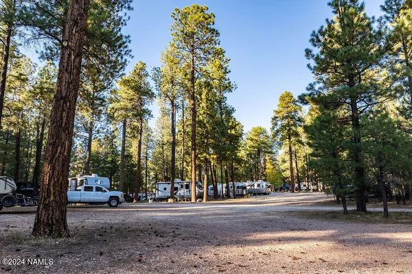 a view of a backyard with large trees