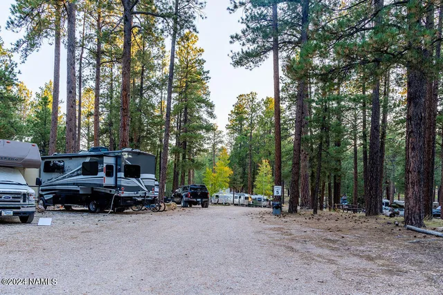 a view of a forest filled with trees
