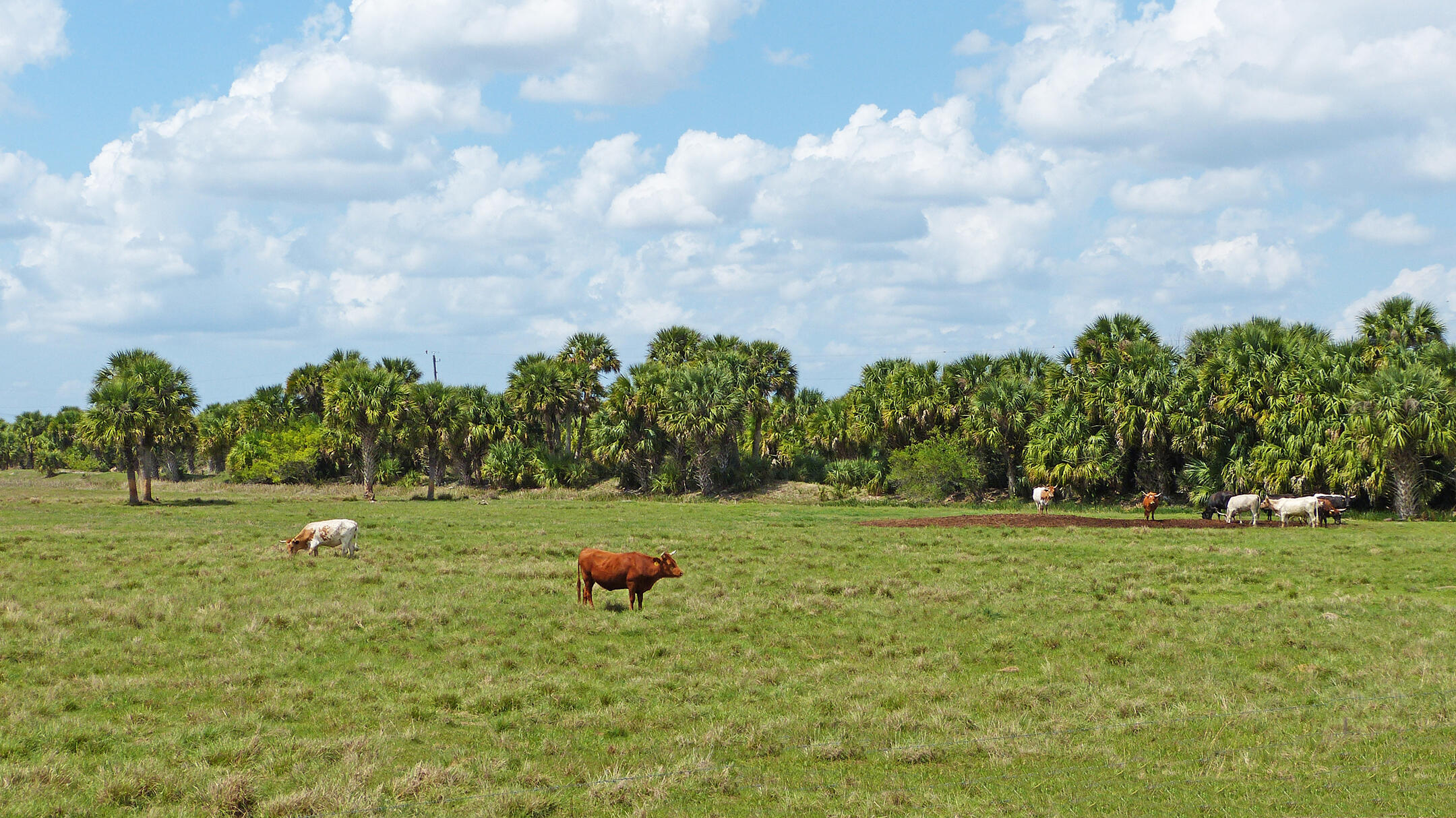 8590 Carlton Road Port St. Lucie, FL 34987 - Photo 26 of 27 P1020920