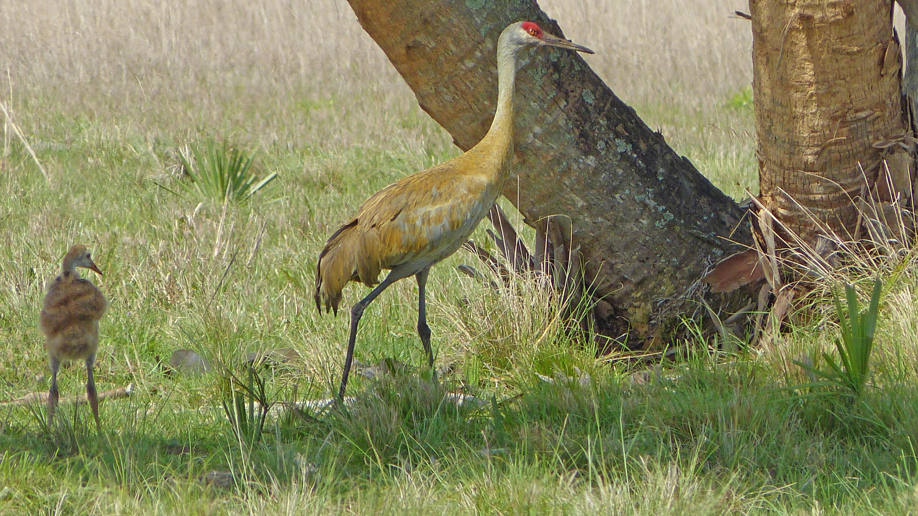 8590 Carlton Road Port St. Lucie, FL 34987 - Photo 27 of 27 P1020943