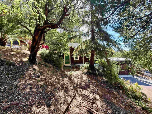 a tree in the garden of the house