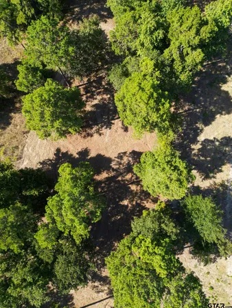 a plant with lots of trees