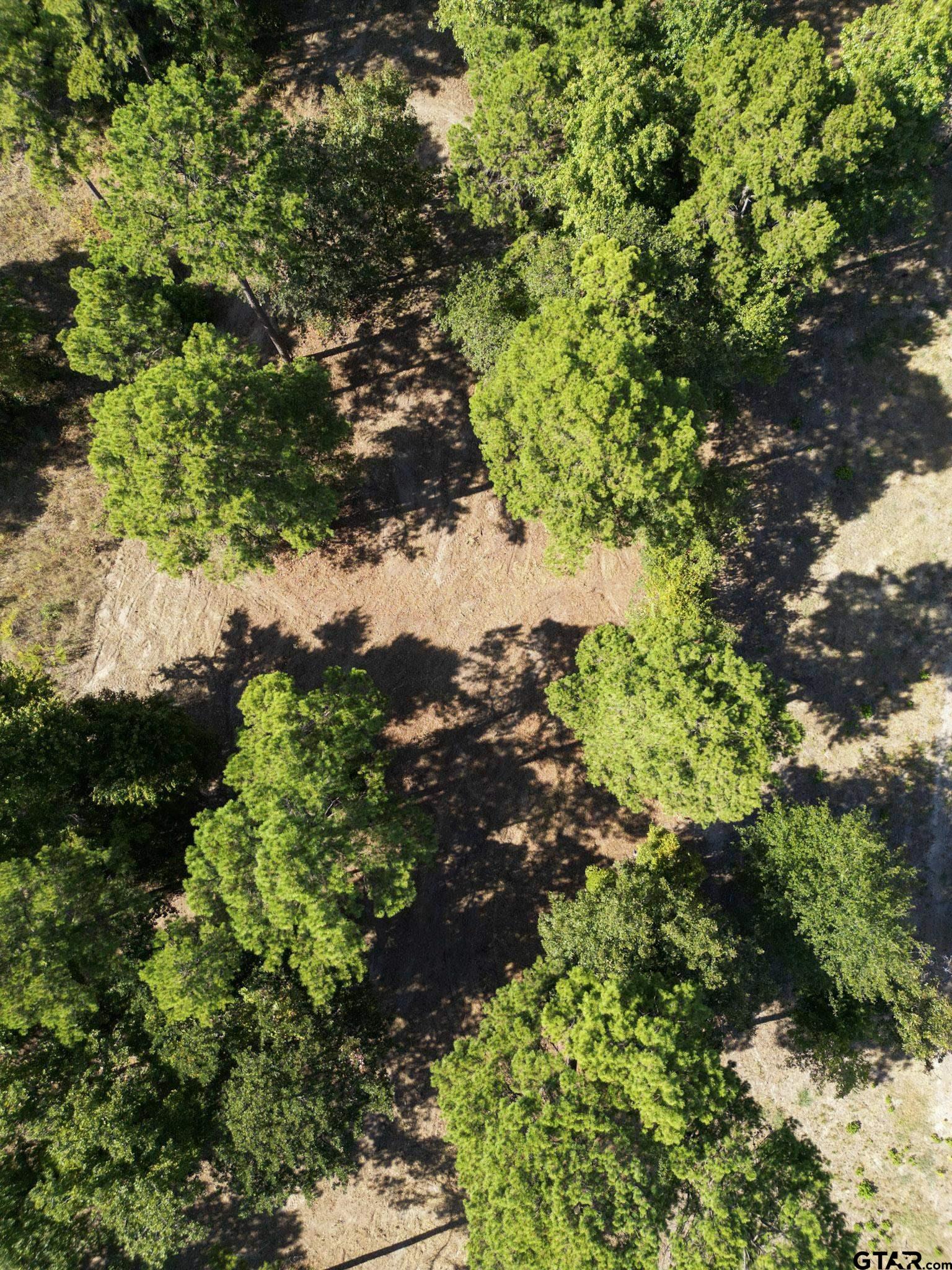 3146 Shadow Pine Drive Larue, TX 75770 - Photo 9 of 14