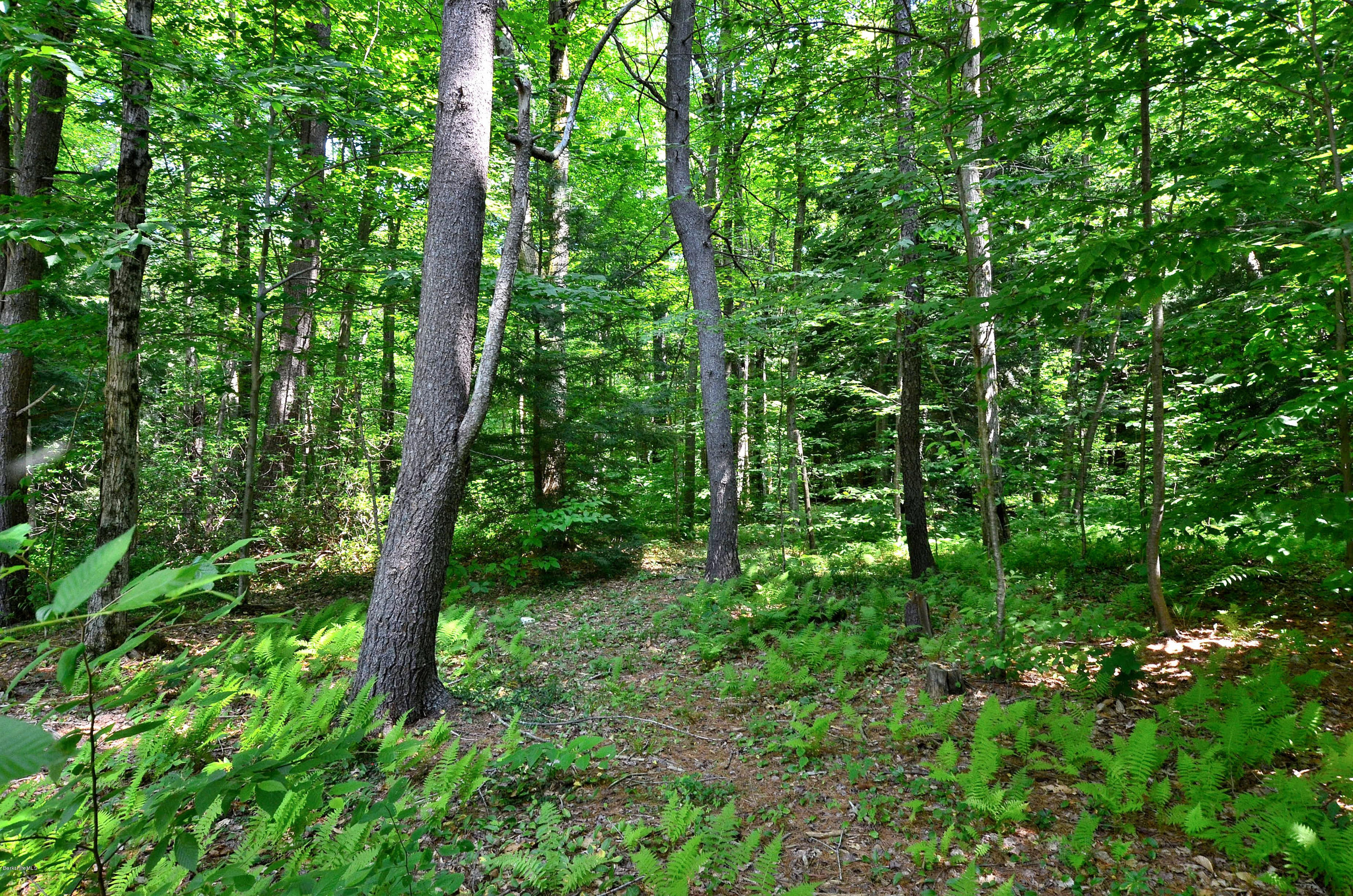 10 Moreau Road Blandford, MA 01008 - Photo 28 of 39 Path Thru the Woods in Back Yard