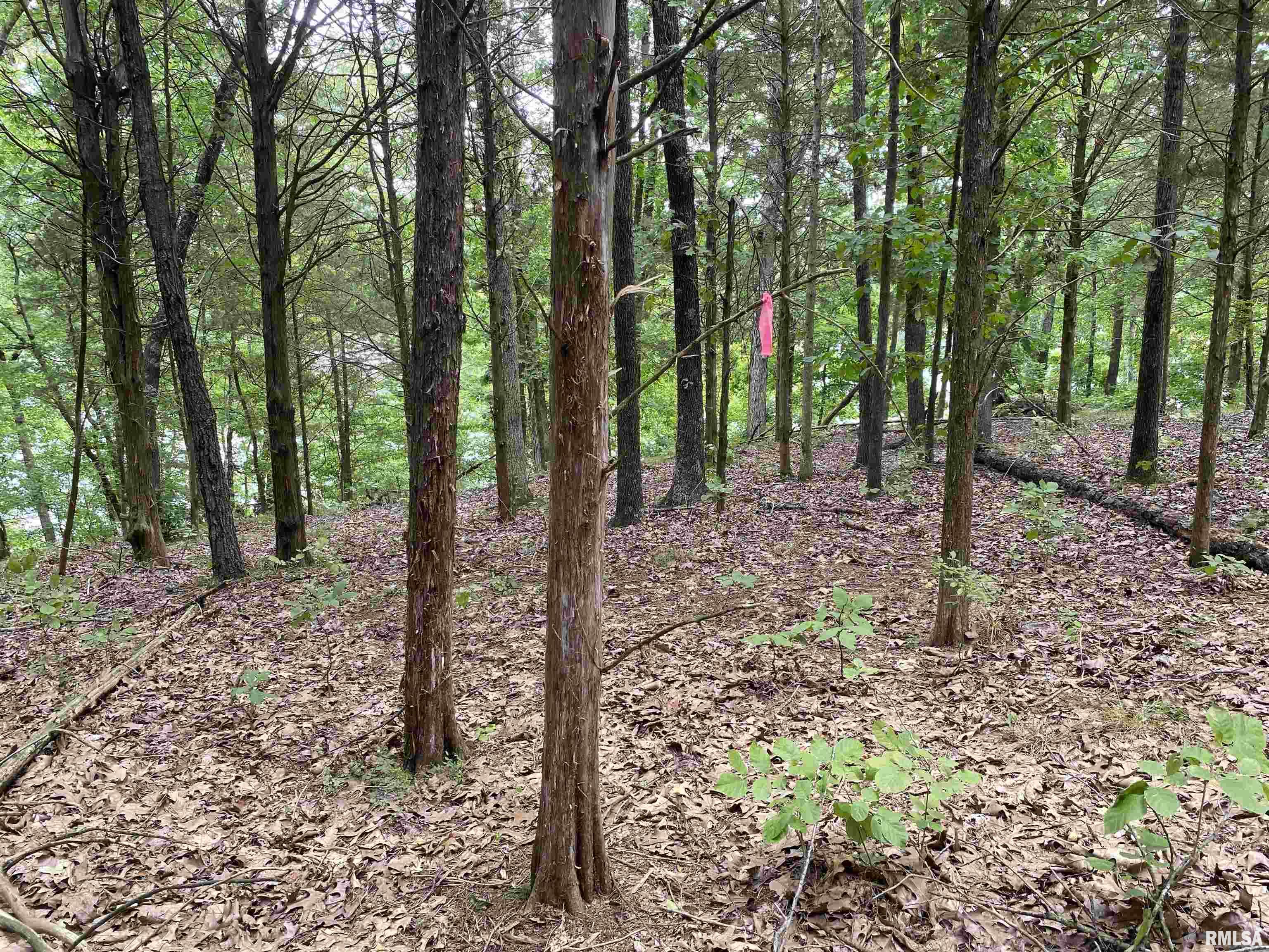 Parrish Ridge Lane Goreville, IL 62939 - Photo 4 of 10