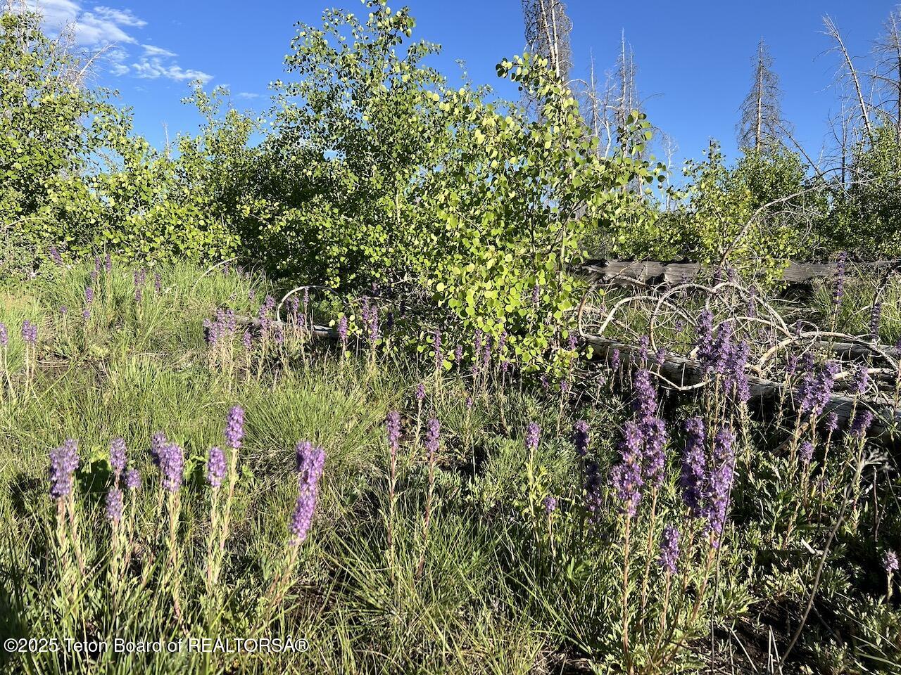 Tbd Tbd Vista Ridge Lane Bondurant, WY 82922 - Photo 11 of 19 IMG_8350