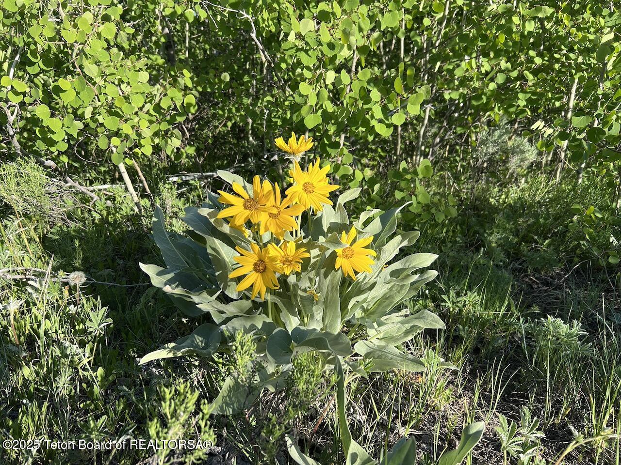 Tbd Tbd Vista Ridge Lane Bondurant, WY 82922 - Photo 12 of 19 IMG_8335 (1)