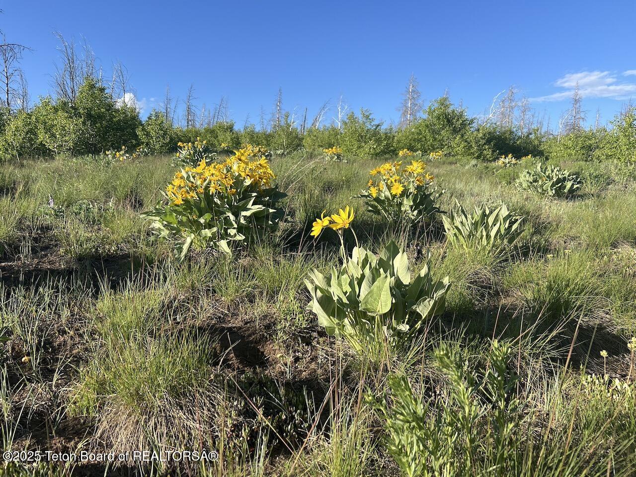 Tbd Tbd Vista Ridge Lane Bondurant, WY 82922 - Photo 8 of 19 IMG_8359