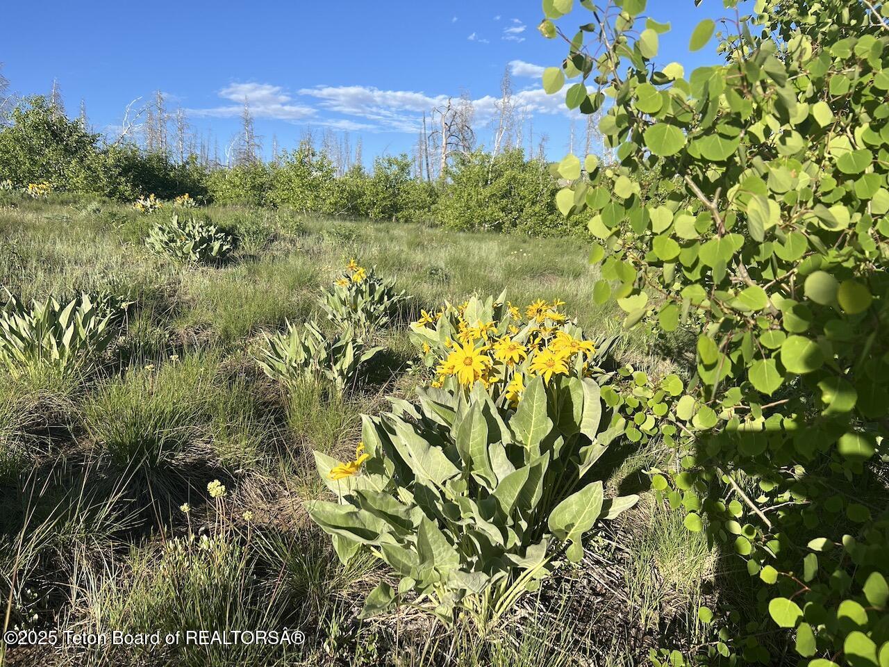 Tbd Tbd Vista Ridge Lane Bondurant, WY 82922 - Photo 9 of 19 IMG_8356
