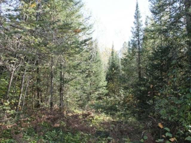 Lot 5 West Turtle Rpds Lane Mercer, WI 54547 - Photo 3 of 10 Gallery Image 3