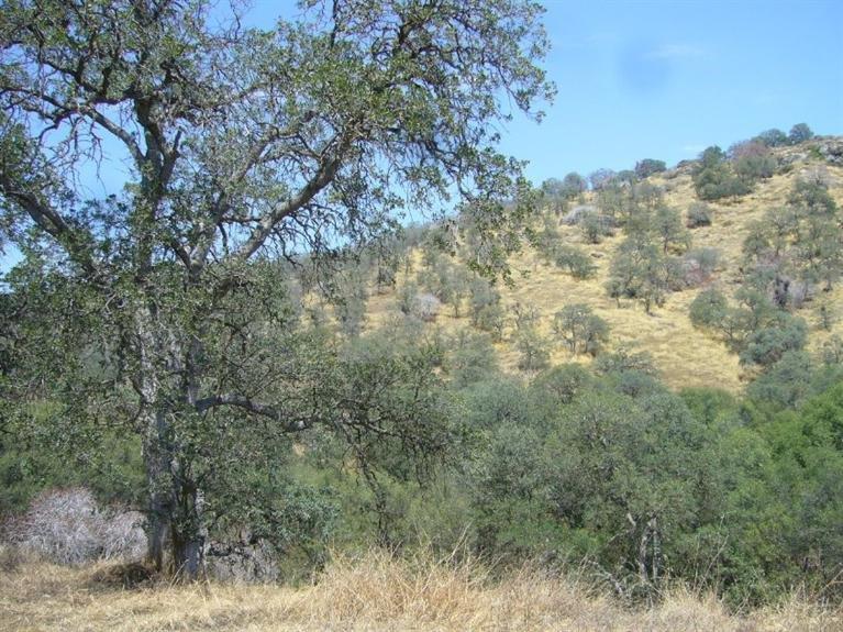 0 Creekside Road Squaw Valley, CA 93675 - Photo 9 of 12 Gallery Image 9