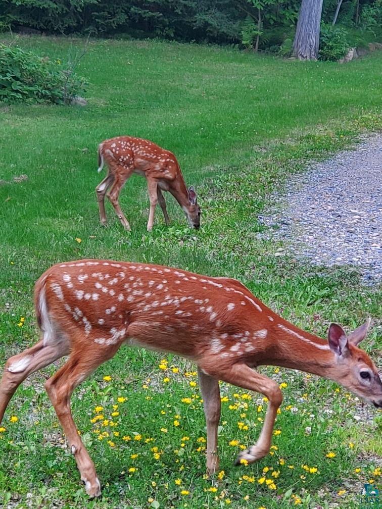 13462 Villa Road Ely, MN 55731 - Photo 44 of 68 Wildlife