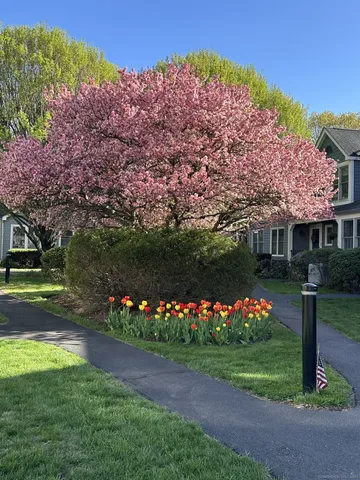 a view of a flower in a garden