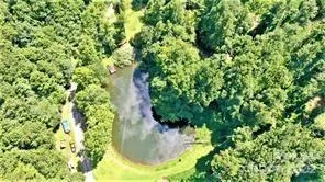 a view of a plant in a garden