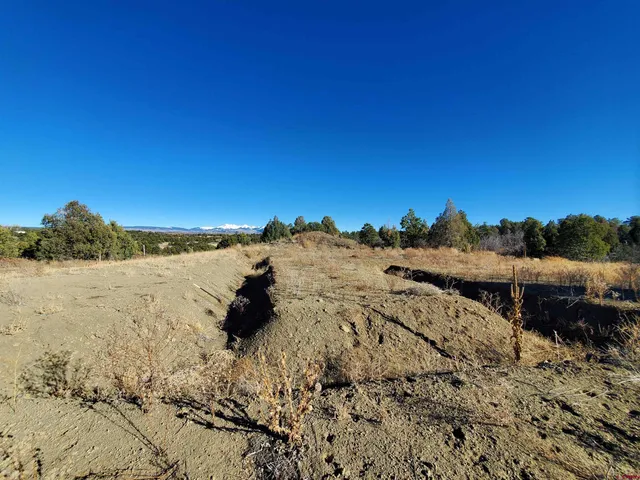 a view of a bunch of trees in a field