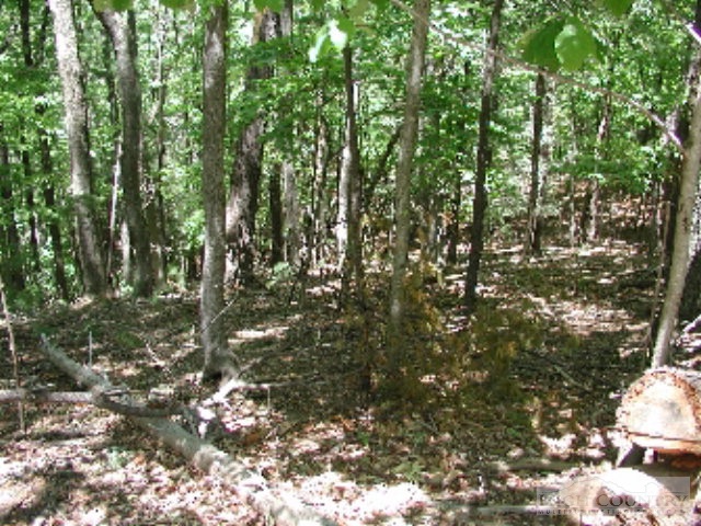 115 Buckshot Ridge Road Deep Gap, NC 28618 - Photo 2 of 4 a view of a tree