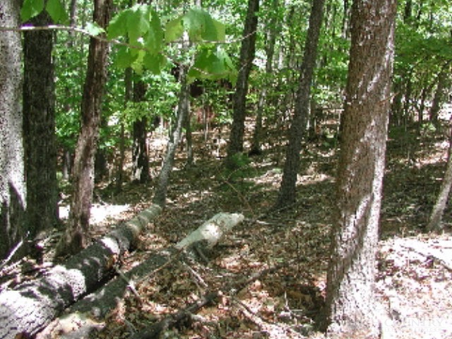 115 Buckshot Ridge Road Deep Gap, NC 28618 - Photo 3 of 4 a view of tree