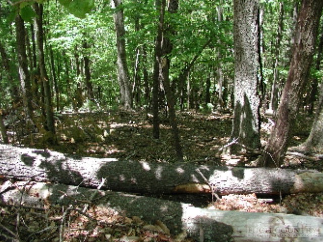115 Buckshot Ridge Road Deep Gap, NC 28618 - Photo 4 of 4 a view of a tree