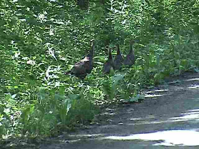 139 Teter Road Preston Hollow, NY 12469 - Photo 9 of 9 Photo 9