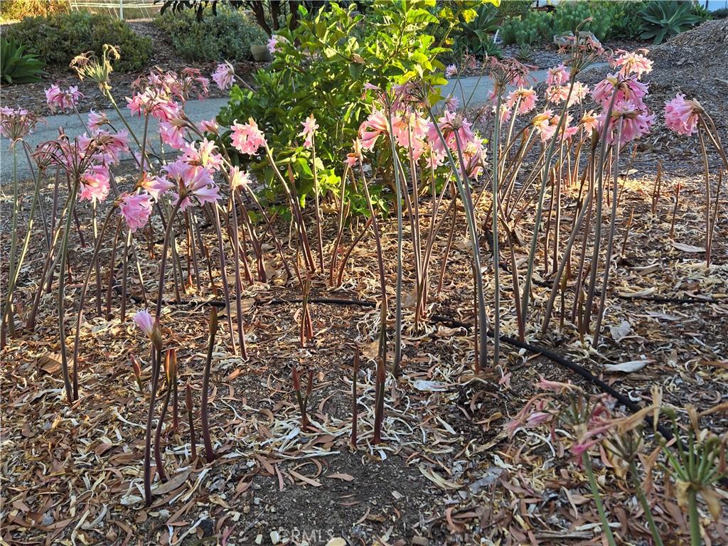 2 Chuckwagon Road Rolling Hills, CA 90274 - Photo 57 of 76