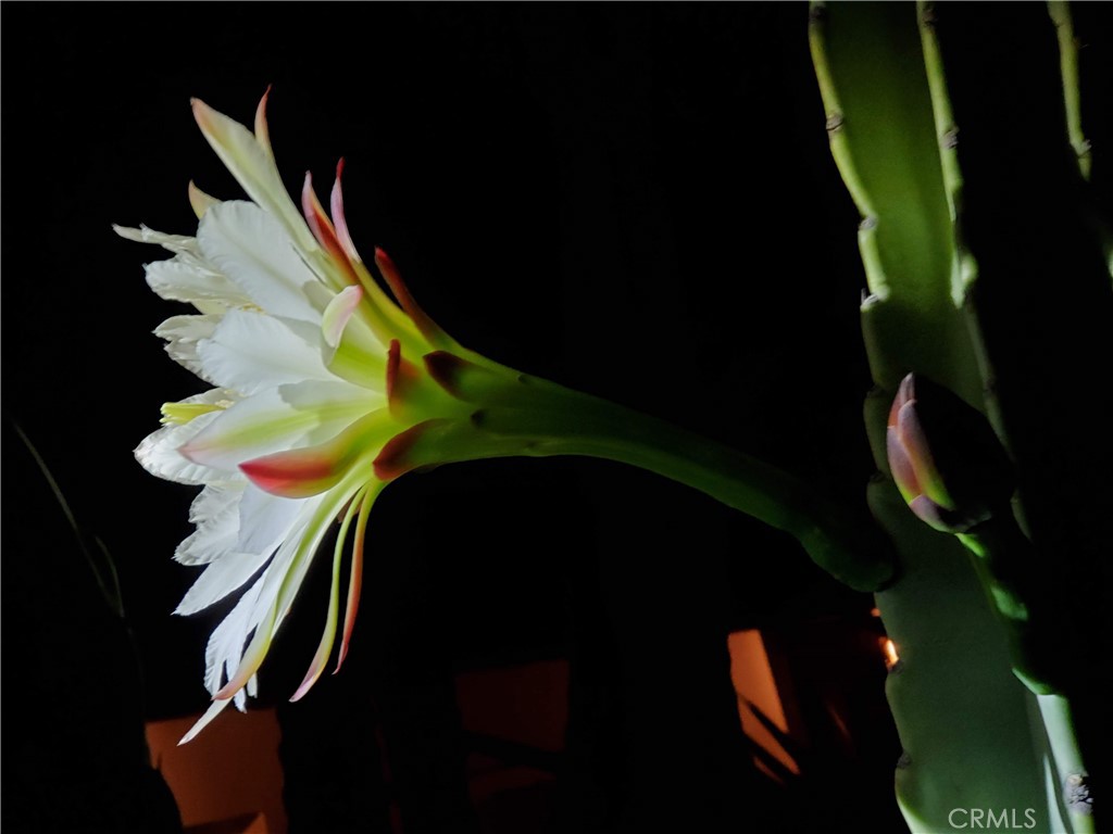 2 Chuckwagon Road Rolling Hills, CA 90274 - Photo 61 of 76