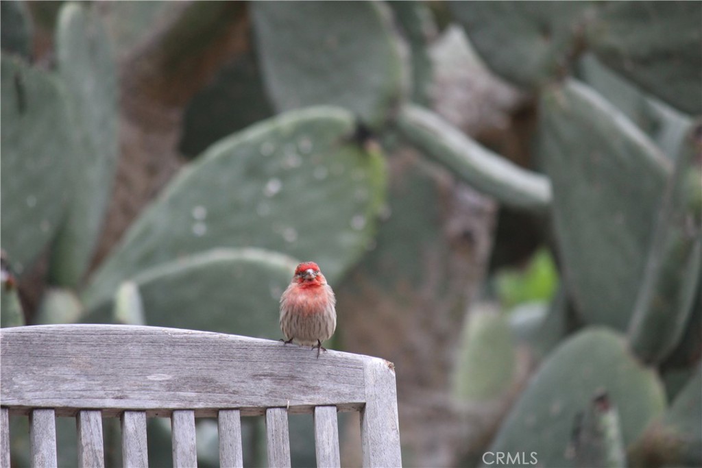 2 Chuckwagon Road Rolling Hills, CA 90274 - Photo 64 of 76