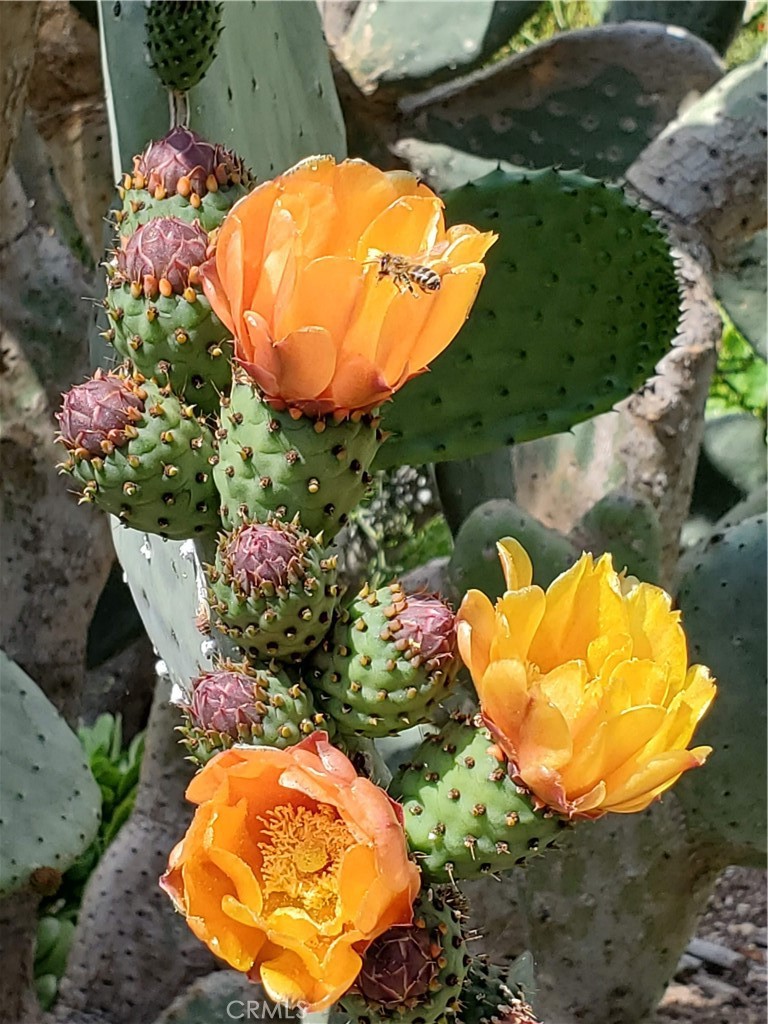 2 Chuckwagon Road Rolling Hills, CA 90274 - Photo 66 of 76