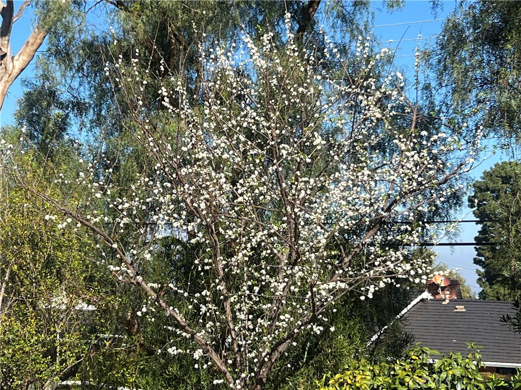 2 Chuckwagon Road Palos Verdes Peninsula, CA 90274 - Photo 6 of 75 Beautiful white plum blossoms have arrived. There will be lots of fruit this season.