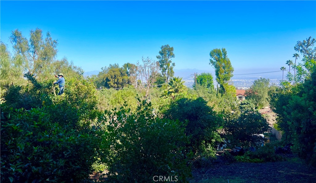 2 Chuckwagon Road Palos Verdes Peninsula, CA 90274 - Photo 7 of 75 a view of a bunch of trees and bushes