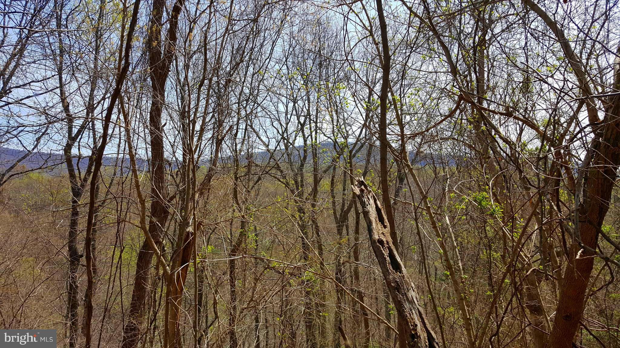 Lot 2-section Rainbow Way Front Royal, VA 22630 - Photo 1 of 2 a view of forest