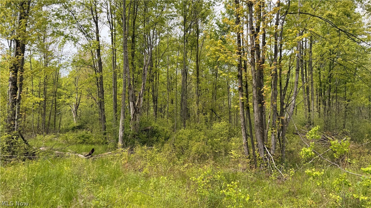 Youngstown Kingsville Road Vienna, OH 44473 - Photo 6 of 21 Wooded property featuring mature trees, undergrowth, and natural foliage
