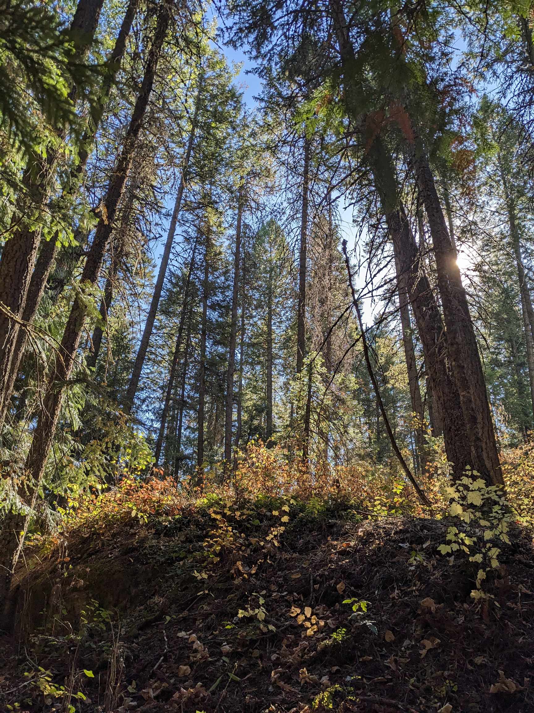 Nka Lot 3 Nka Road Newport, WA 99156 - Photo 11 of 14