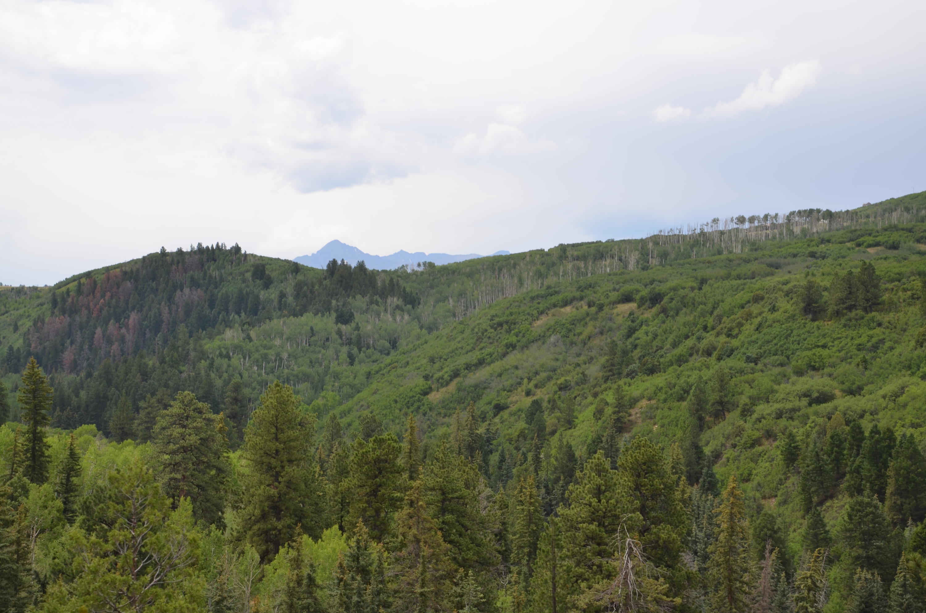 56v 56V Road Placerville, CO 81430 - Photo 11 of 12 DSC_6931