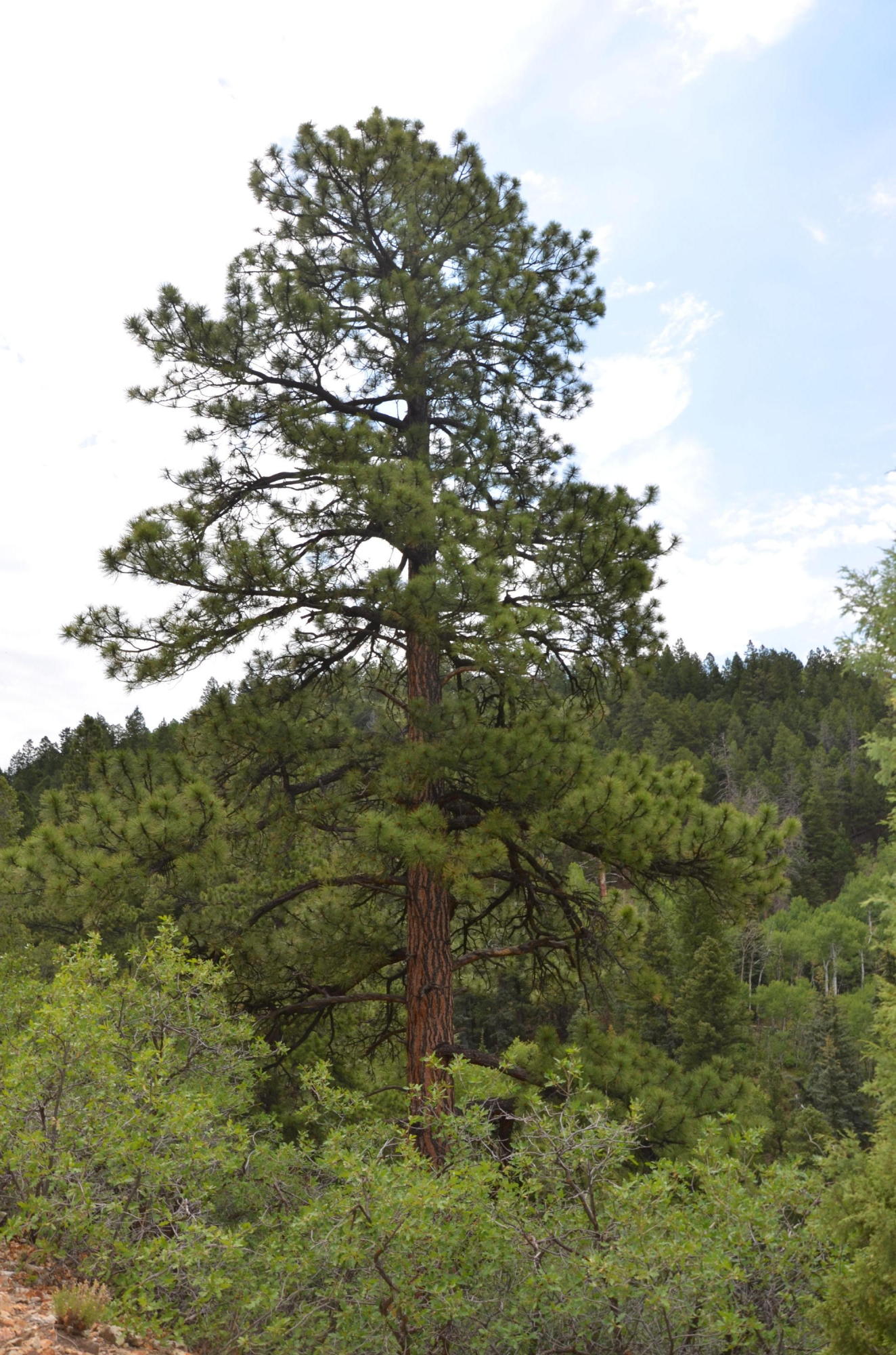 56v 56V Road Placerville, CO 81430 - Photo 12 of 12 DSC_6938