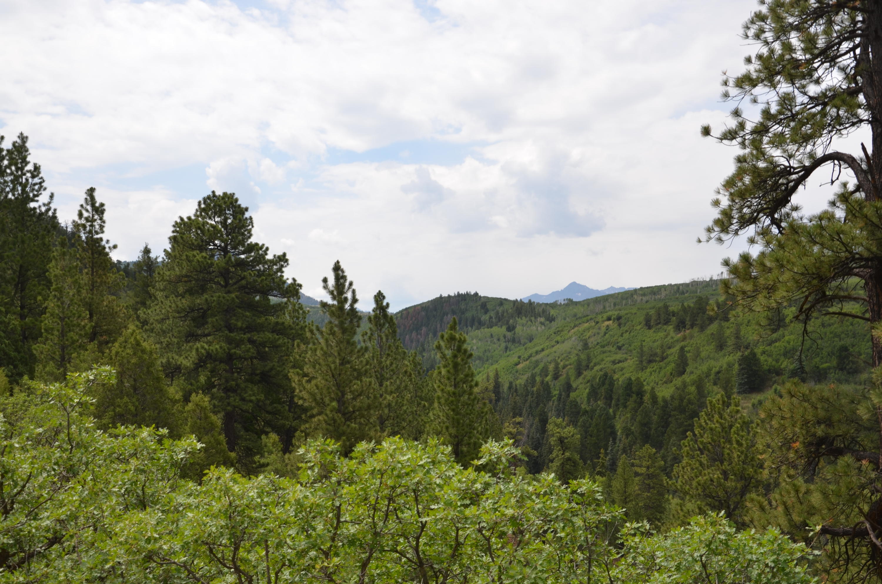 56v 56V Road Placerville, CO 81430 - Photo 4 of 12 DSC_6905