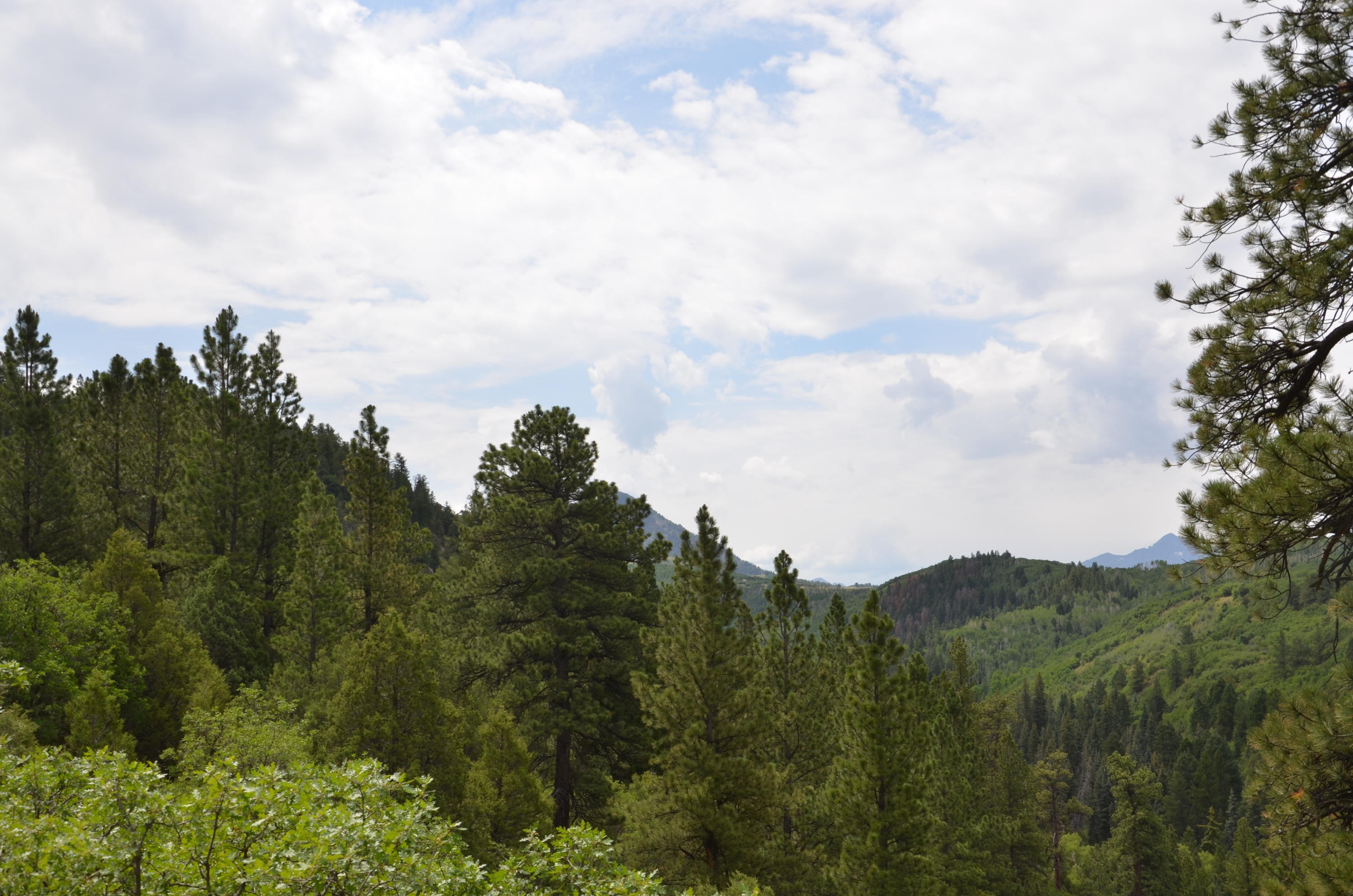 56v 56V Road Placerville, CO 81430 - Photo 5 of 12 DSC_6906