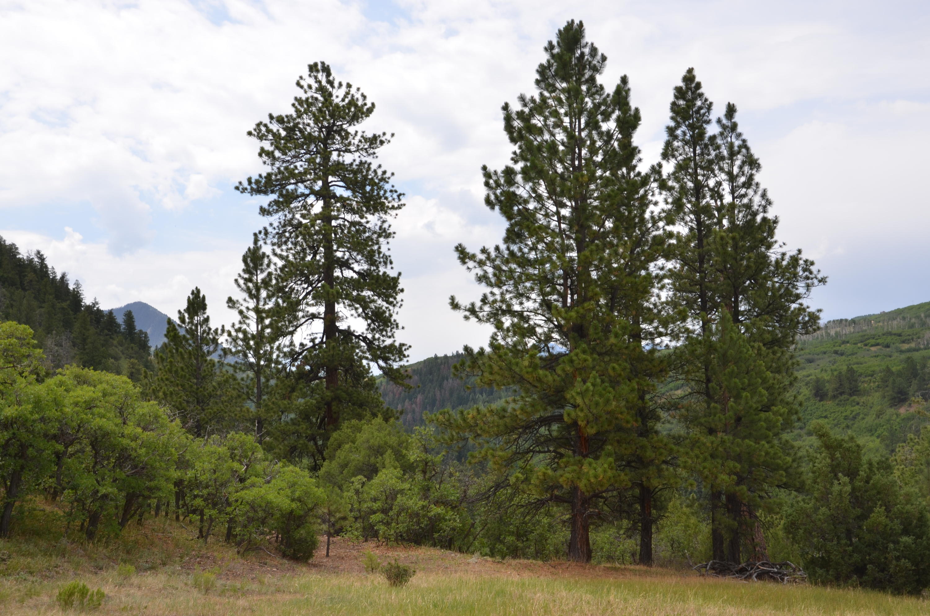 56v 56V Road Placerville, CO 81430 - Photo 6 of 12 DSC_6909