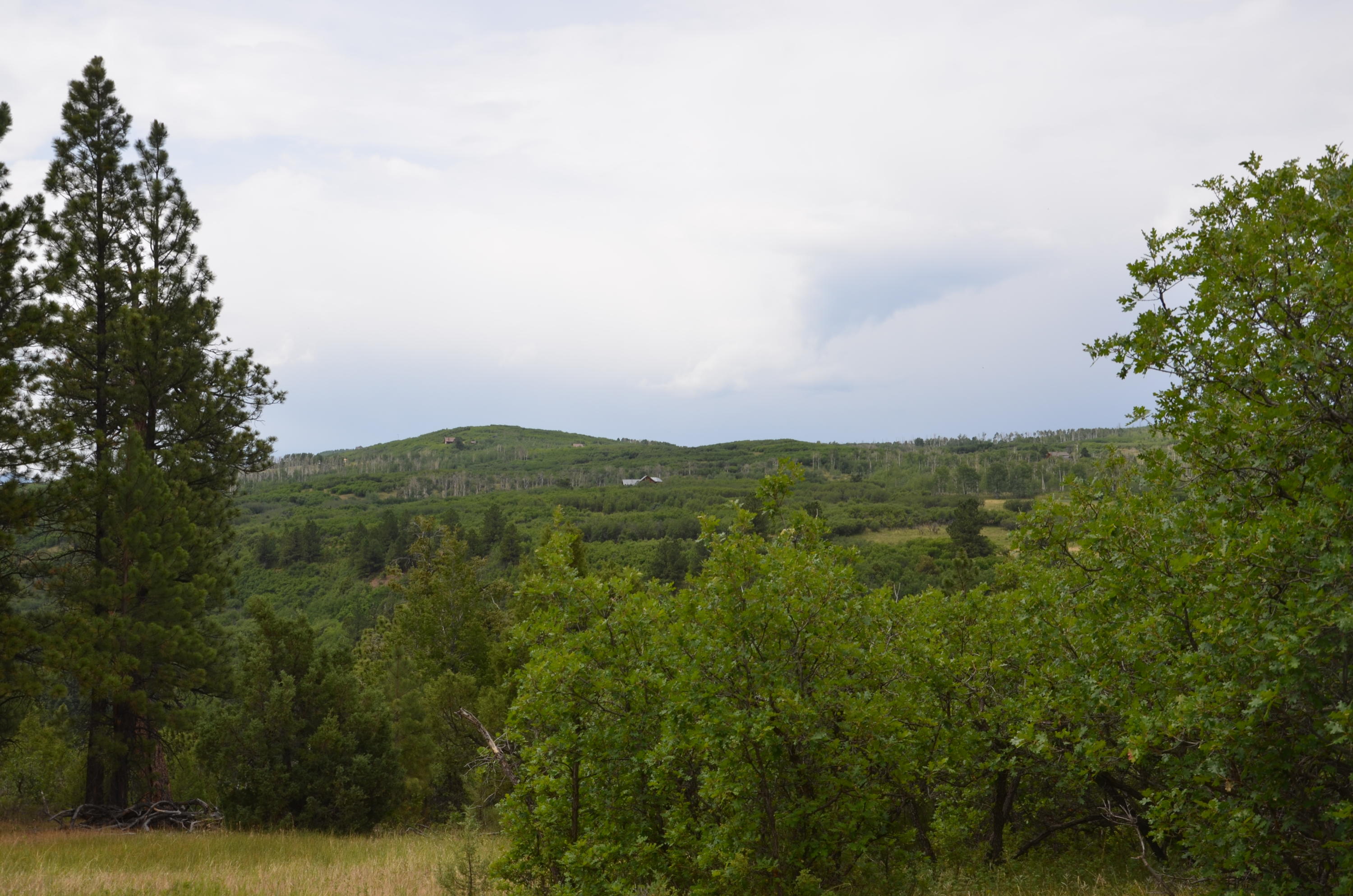 56v 56V Road Placerville, CO 81430 - Photo 7 of 12 DSC_6910