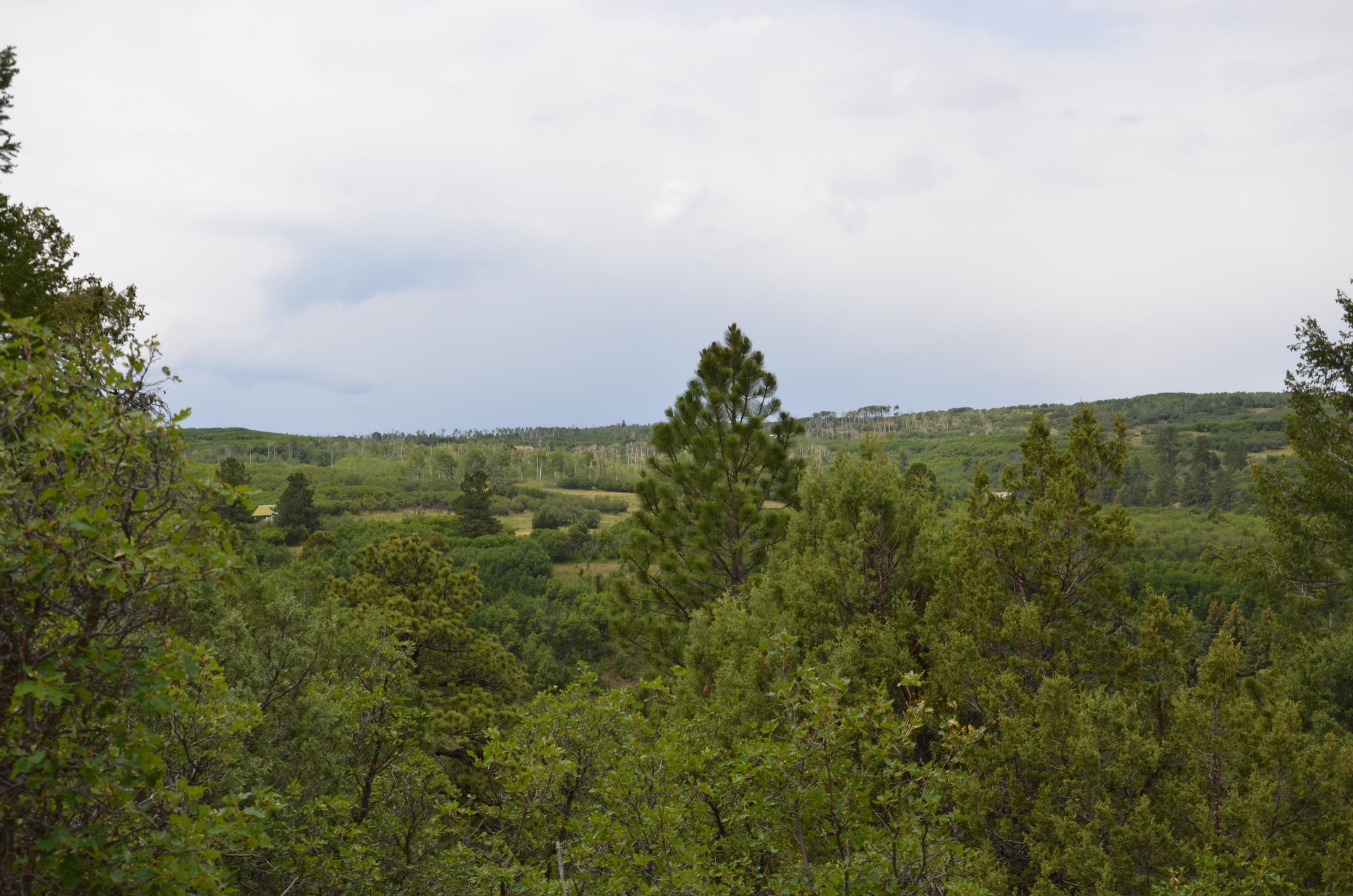 56v 56V Road Placerville, CO 81430 - Photo 9 of 12 DSC_6915