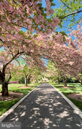 a view of street with yard and trees