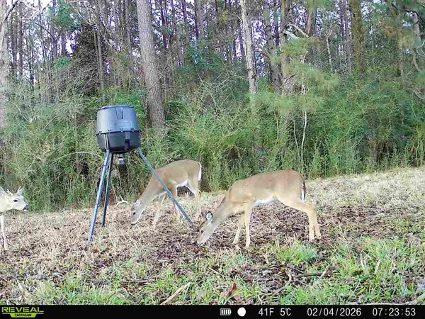 $249,500 | 0 Cr 2780 Colmesneil Tx 75938, Colmesneil, TX 75938