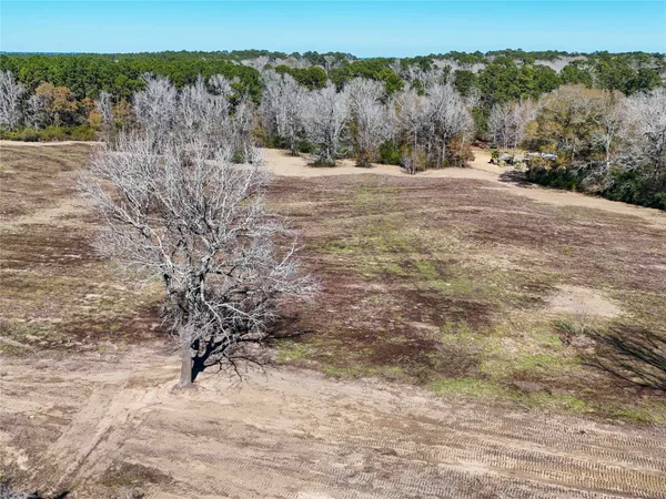 a view of yard with large tree