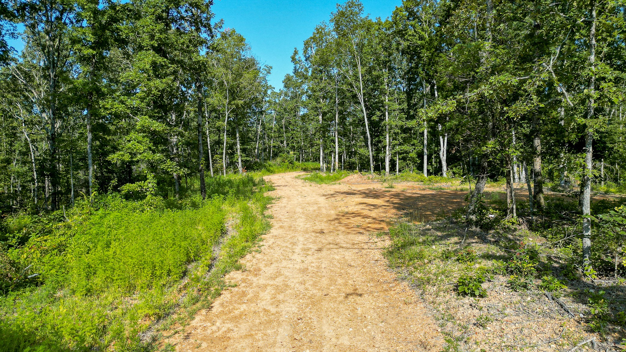 0 Highway 230 McEwen, TN 37101 - Photo 15 of 48 a view of a yard with plants and trees