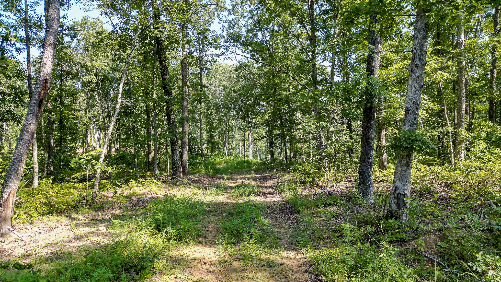0 Highway 230 McEwen, TN 37101 - Photo 16 of 48 a view of outdoor space and trees all around