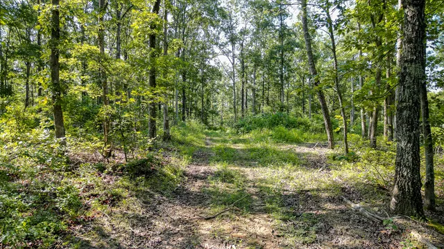 a view of yard with green space