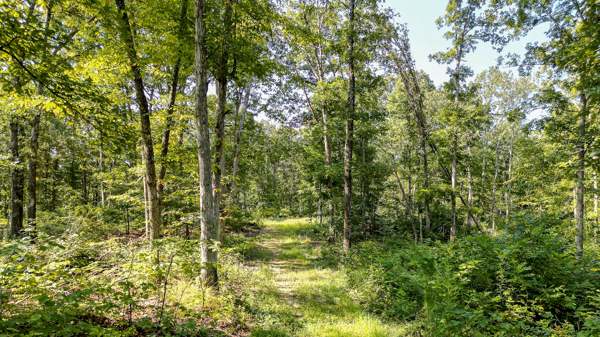 0 Highway 230 McEwen, TN 37101 - Photo 20 of 48