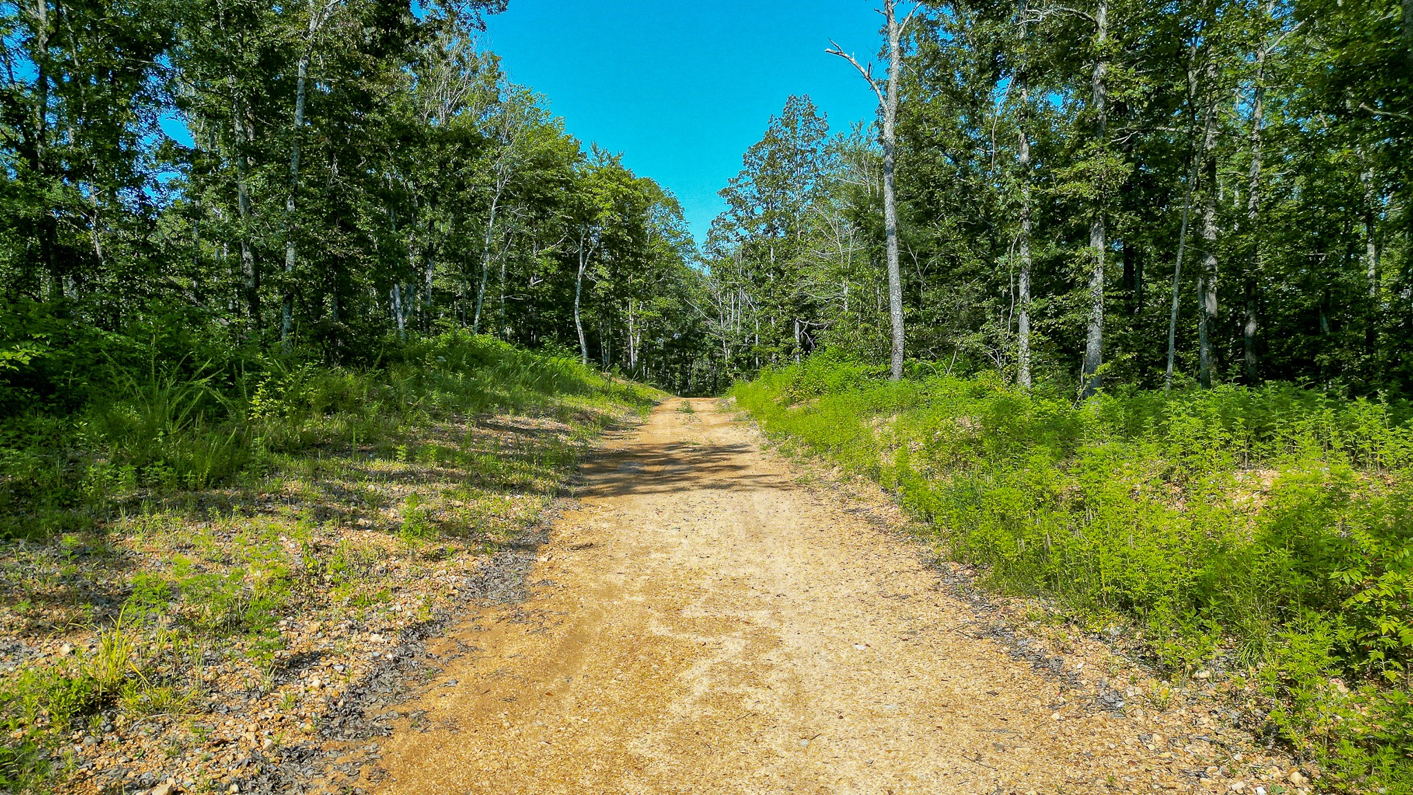 0 Highway 230 McEwen, TN 37101 - Photo 23 of 48 a view of a yard with plants and large trees