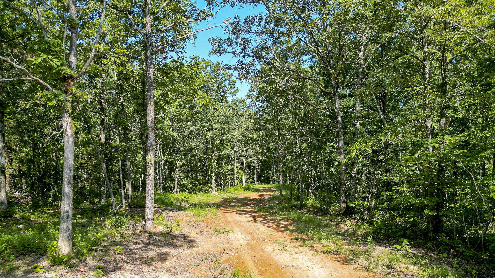 0 Highway 230 McEwen, TN 37101 - Photo 34 of 48 a view of a yard with plants and large trees